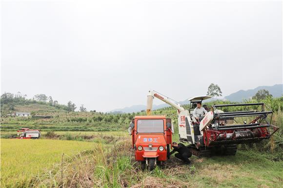 8月11日，车辆装运收割好的稻谷。通讯员 陈仕川 摄
