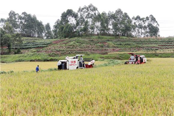 8月11日，收割机在稻田里收割成熟的稻谷。通讯员陈仕川摄1