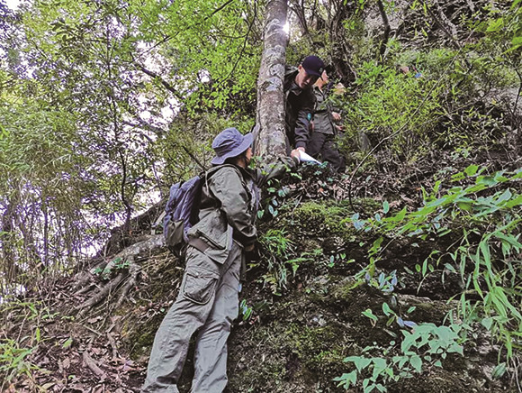 周洪艳在金佛山对野生银杉进行挂牌监测。通讯员 王霞 摄