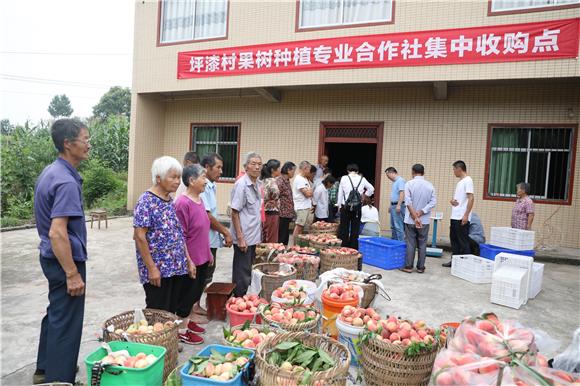 坪漆村发展的香桃产业喜获丰收。 通讯员  陈刚 摄