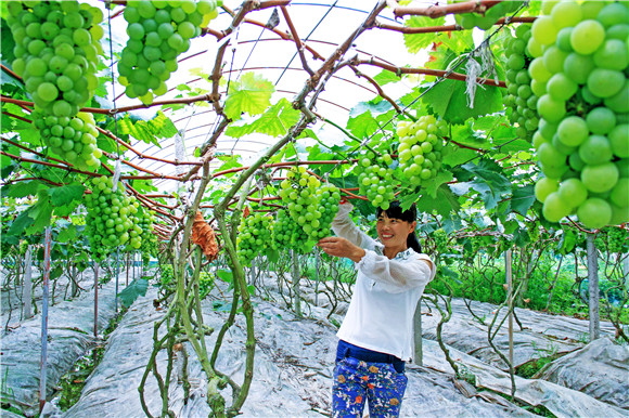 6大力发展农业产业 让每一位农民群众都“笑开花”  。王荣桥 摄