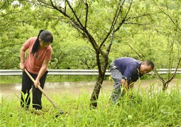 近日，曾东京夫妻俩在自家李子园里除草。通讯员 王小玉 摄
