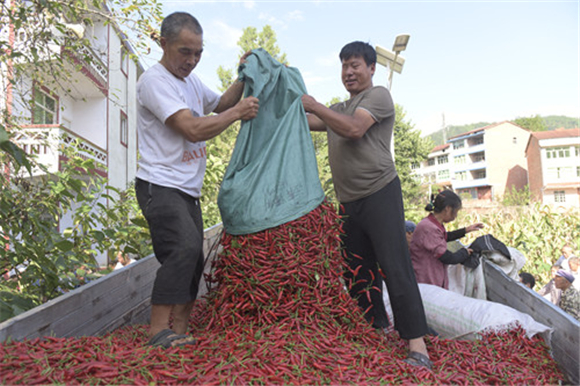 大歇镇村民在销售鲜椒。特约通讯员 隆太良 摄