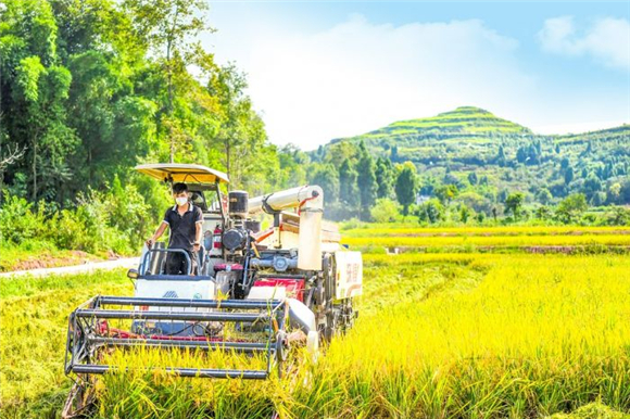 几百亩成熟的稻田正在进行机收作业。通讯员 冉洪升 刘莉 供图