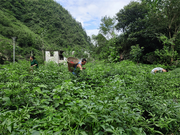 辣椒基地里村民正在采摘辣椒。通讯员 胡威 摄