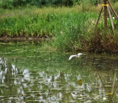 重庆广阳岛燕子坪，一只白鹭掠过水面。通讯员 张皓玮 郭旭 供图