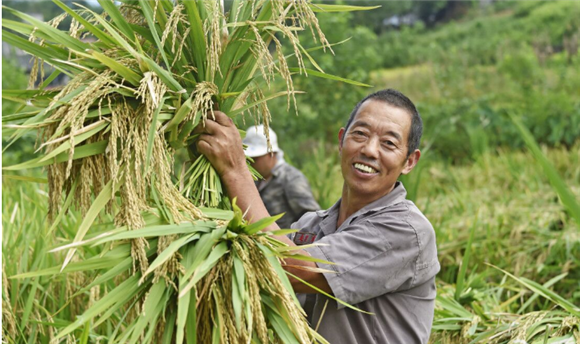 张文华在收割稻谷。通讯员 黄维娇 供图