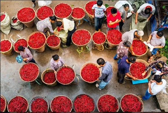 商家收购村民采摘的红辣椒。大梨树村委会提供图片 华龙网发
