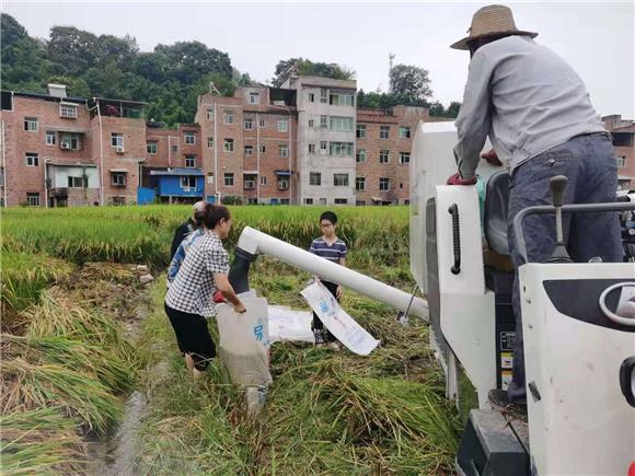 收割水稻。通讯员 刘柏禹摄
