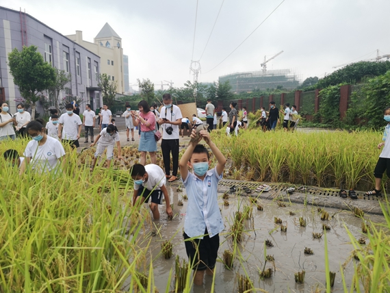 学生展示在稻田里抓到的鱼 江津区双福第二小学校供图 华龙网发