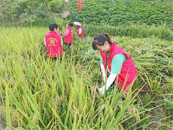 “红马甲”助农收割水稻。广兴镇供图 华龙网发