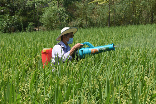 村民在有机水稻种植喷施生物农药。特约通讯员 隆太良 摄