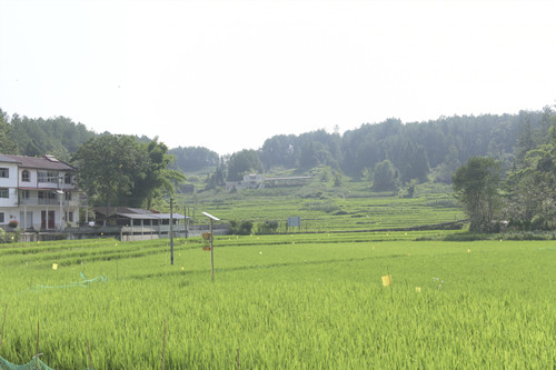 水桥村有机水稻种植基地。特约通讯员 隆太良 摄