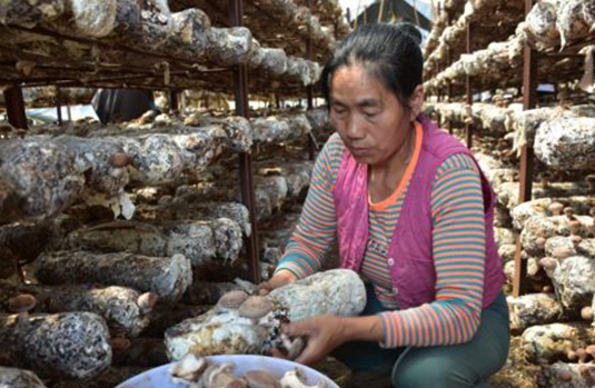 工人在采摘香菇。通讯员 徐池梅 朱翠红供图
