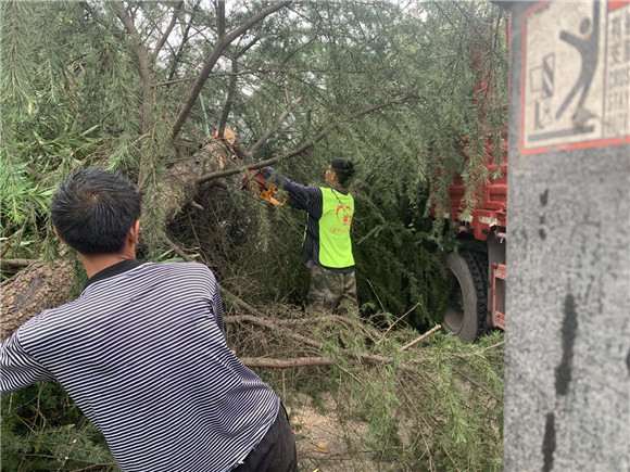 3施工人员对砍伐后的树木进行清理.王家街道办事处供图 华龙网发