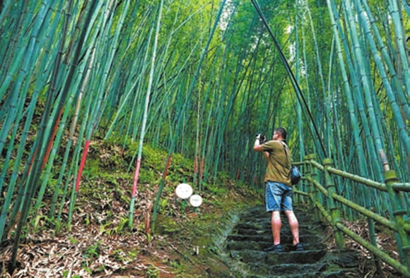 游客在竹林间赏景。通讯员 熊伟 摄