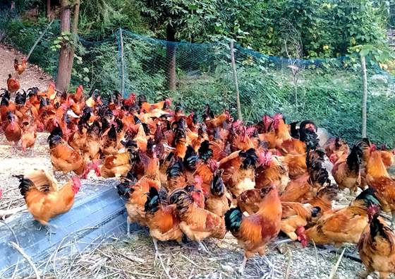 桥梁村农户养殖的林下养鸡。特约通讯员李诗素摄