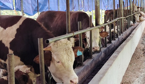 桥梁村农户养殖的良种肉牛。特约通讯员李诗素摄