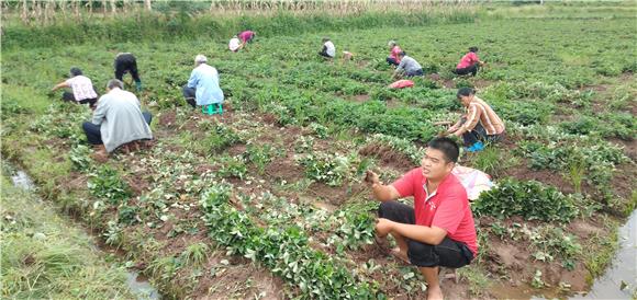 1 村民在移植红颜草莓种苗。特约通讯员 蒋文友 摄