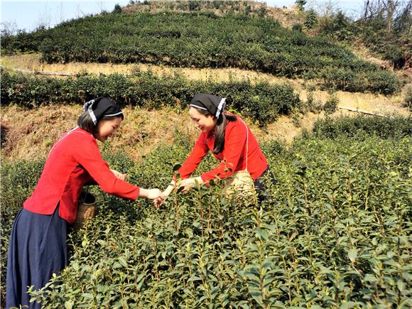 茶叶产业基地实现女性就业。特约通讯员 谭显全 摄