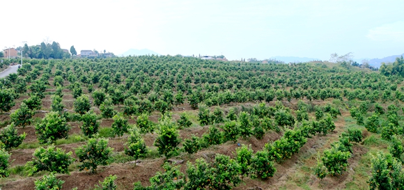 “开县春橙”种植基地。开州区委宣传部供图 华龙网发