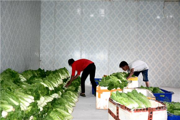 村民将采摘的蔬菜整齐的摆放到冷链仓储车间。通讯员 储潇 摄