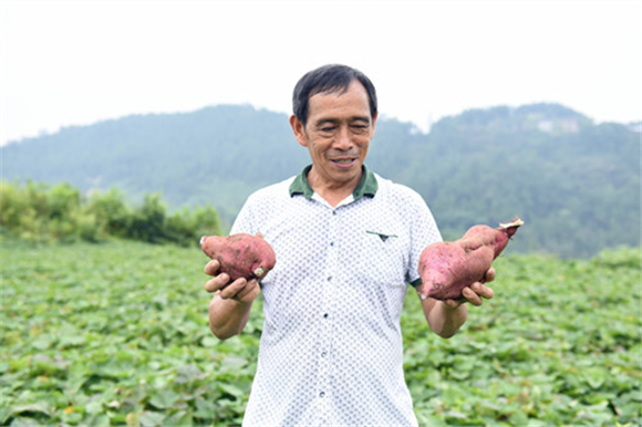 村民在展示自己种植的红薯。特约通讯员 隆太良 摄