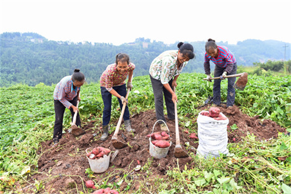 村民在基地采挖红薯。特约通讯员 隆太良 摄