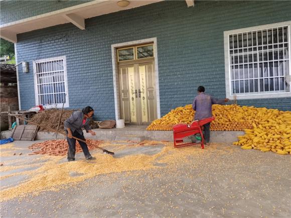 村民张金文正在打玉米。通讯员 李琼 摄