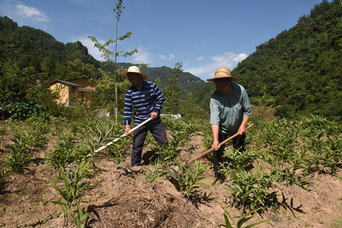 华溪村村民在黄精地里除草。特约通讯员 隆太良 摄