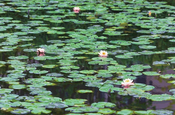 窝子溪湿地公园盛开的睡莲花成为公园的一大亮点。通讯员  熊伟 摄