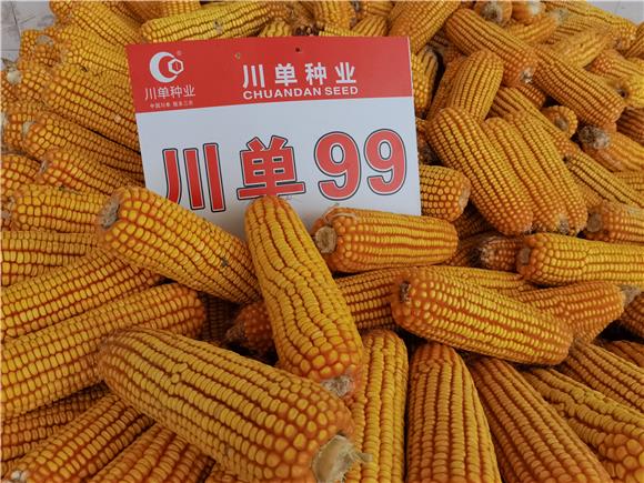 高产抗病优质玉米品种。通讯员 李琼 摄