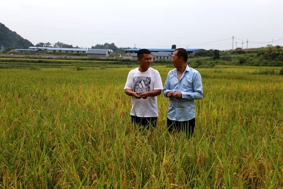 谢建全（左一）查看有机稻发展情况。通讯员 刘良玉 摄
