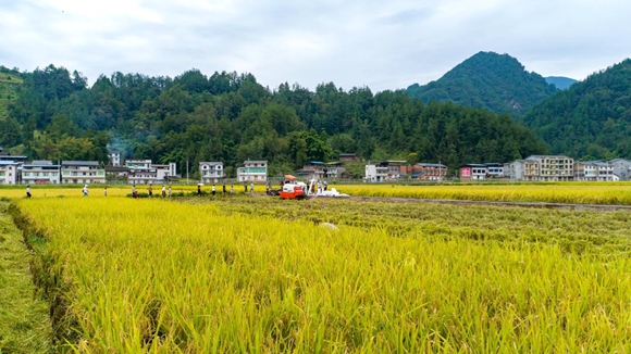 奉节红土乡开始抢收成熟水稻。奉节县红土乡人民政府供图 华龙网发