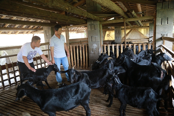 谢建全（左一）入户查看黑山羊养殖情况。通讯员 刘良玉 摄