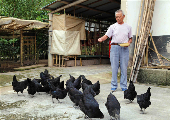 村民向德云利用房前屋后养殖了50只土鸡。华龙网-新重庆客户端记者 李燊 摄