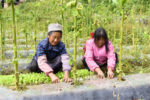 当地务工村民在移栽白菜苗 。特约通讯员 隆太良 摄