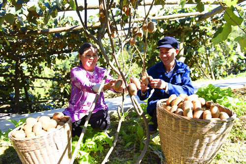 　马勤武（右）秦绪兰夫妇在采摘采摘猕猴桃。特约通讯员　隆太良　摄。