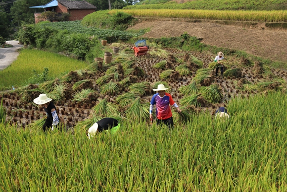 党员志愿者帮村民抢收稻谷。忠县县委宣传部供图 华龙网发