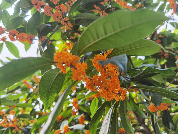 丰都金秋桂花开满城尽飘香