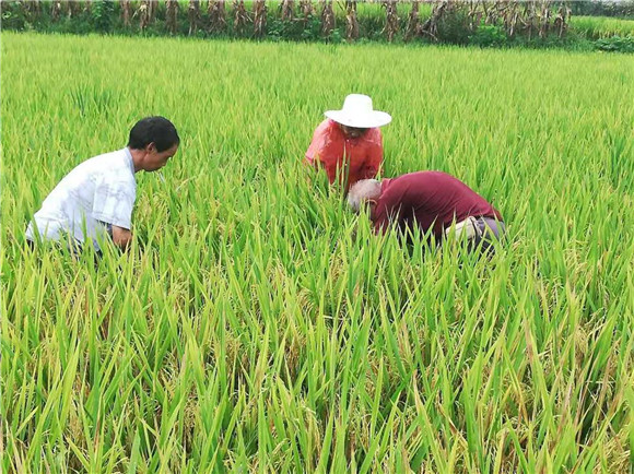 村民在稻田地里忙着收割。通讯员 罗莎 供图