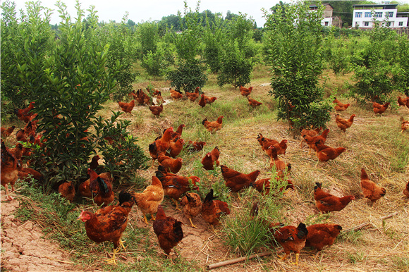 图二村民养殖的林地跑山鸡。特约通讯员 赵武强摄