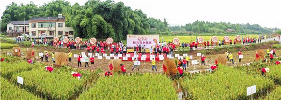高垭村举行的农民丰收节收稻谷比赛。通讯员 陈刚 摄