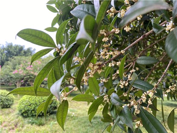 奉节滨河公园桂花飘香开启秋日甜香模式