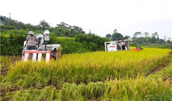 收割机在高标准农田收割稻谷。（通讯员  陈刚 摄