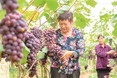 果农在大兴镇一葡萄园采收葡萄。通讯员 曾清龙 摄