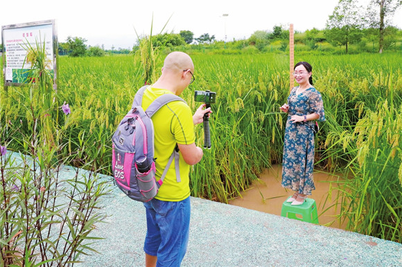 拾万镇五彩田园内，游客正在巨型稻前拍照打卡。通讯员 欧柚希 摄