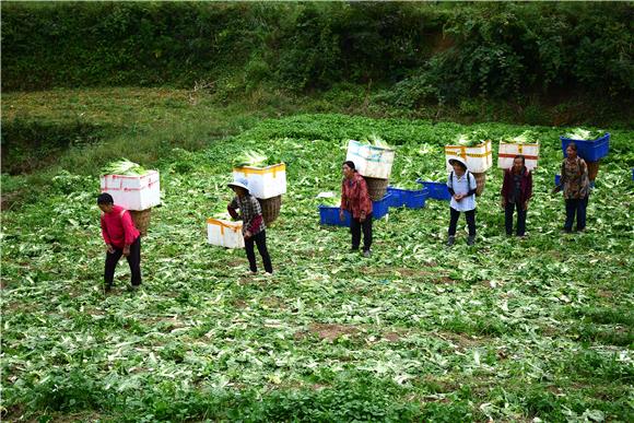 村民在佘长江发展的蔬菜基地务工。通讯员 储潇 摄