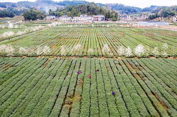 建成标准化茶叶基地2200亩。南川区融媒体中心供图 华龙网发