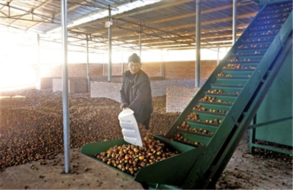近日，位于蟠龙镇的亚辉农业公司油茶加工车间，工人在分离油茶果的仁和壳。通讯员 向成国 摄